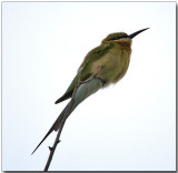 Blue-tailed Bee Eater