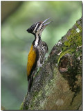 Greater Flameback Woodpecker