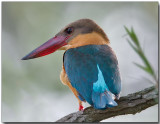 Stork-billed Kingfisher