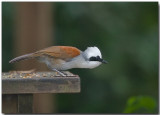 White-crested Laughing Thrush