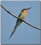 Blue-tailed Bee Eater