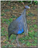 Vulturine Guineafowl