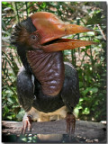 Helmeted Hornbill