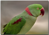 Alexandrine Parakeet