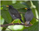 Javan Myna