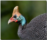 Helmeted Guinea Fowl