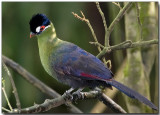 Hartlaubs Turaco