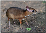 Lesser Mousedeer - juvenile