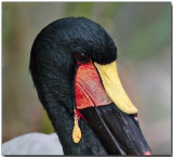 Saddle-billed Stork