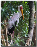 Yellow-billed Stork