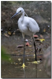 Little Egret