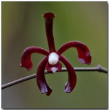 Orchid 49