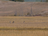 Sand Hill Crans. Lower Geyser Basin