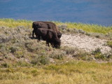 Along the road east side of Yellowstone