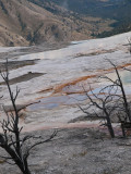 Mammoth Hot Springs, Yellowstone
