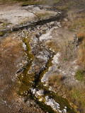 Along the trail to Lone Star Geyser