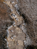 At Lone Star Geyser, Yellowstone