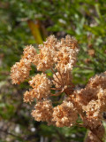 Along the east entrance road, Yellowstone