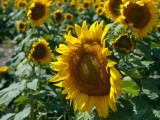 On the road in central SD. Sunflower Fields