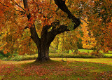 Fall Tree Buzzed