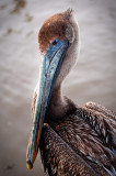 Pelican Pose