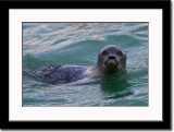 Curious Juvenile Ring Seal