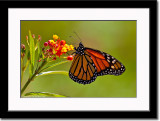 Monarch Butterfly and its Caterpillar