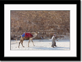 Camel and Pyramids - How Unusual... LOL