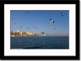 Seagulls on the Sea of Galilee