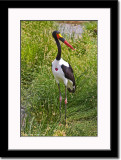 Male Saddle-billed Stork