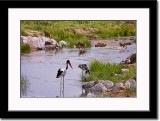 A Pair of Saddle-billed Stork