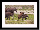 Juvenile Elephants at Play