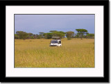 Wildlife Game ala Serengeti