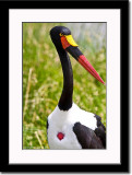 Male Saddle-billed Stork Close-up