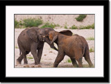 Juvenile Elephants at Play