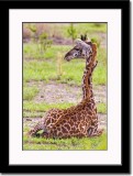 Giraffe Being Groomed by Oxpecker
