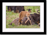 Wildebeest Calf