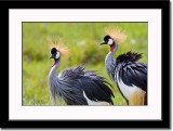 A Pair of Crowned Cranes