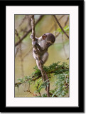 Baby Vervet Monkey