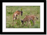 Playfull Wildebeest Calves