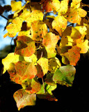 11 07 08  Yellow leaves, Canon G10.jpg