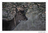 Fallow Deer