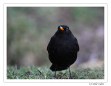 Blackbird (male)