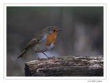 Robin