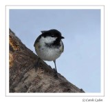 Coal Tit