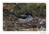 Long Tailed Tit