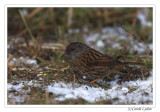 Dunnock