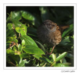 Dunnock