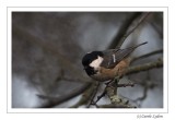 Coal Tit