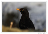 Blackbird (male)